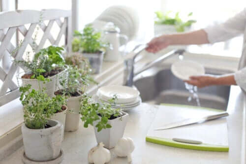 Pflanzen in der Küche: Profitiere von diesen 5 Vorteilen!