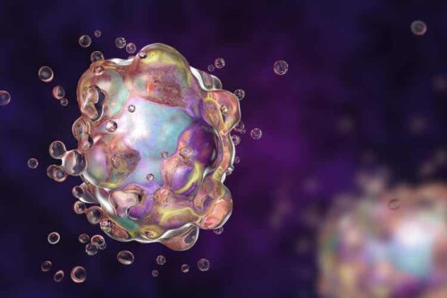 Der Vorgang der Apoptose wurde 1972 entdeckt