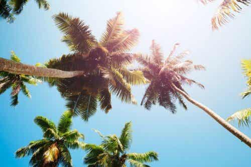 Das Palmherz stammt von verschiedenen Palmen, die in Südamerika wachsen