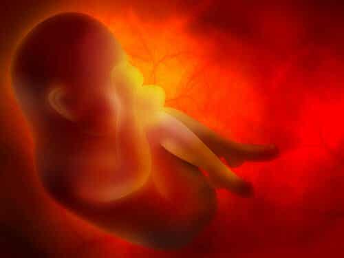 Während der Schwangerschaft versorgen die Plazenta und die Nabelschnur das Baby mit Sauerstoff und Nährstoffen