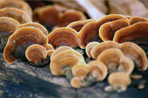 Mu-Err-Pilze sind reich an Ballaststoffen