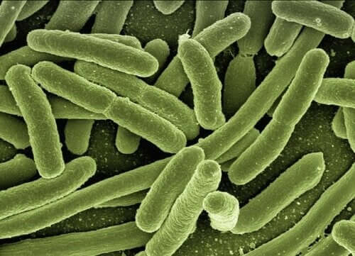 Bakteriophagen zur Bekämpfung von Antibiotikaresistenzen