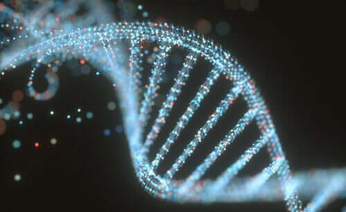 Die Unterschiede zwischen DNA und RNA