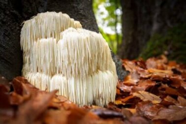 Igel-Stachelbart-Pilz: Vorteile und Nebenwirkungen