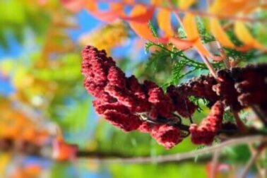 Die Amerikanische Kermesbeere: Alles Wissenswerte