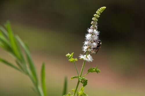 Traubensilberkerze: Nutzen und Gegenanzeigen