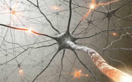 Hirnnerven - Neuronennetzwerk