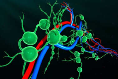 Die Verbindung zwischen Lymphsystem und Kreislaufsystem