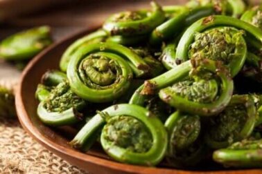 Fiddleheads: Ernährungsphysiologische Eigenschaften der Farnspitzen