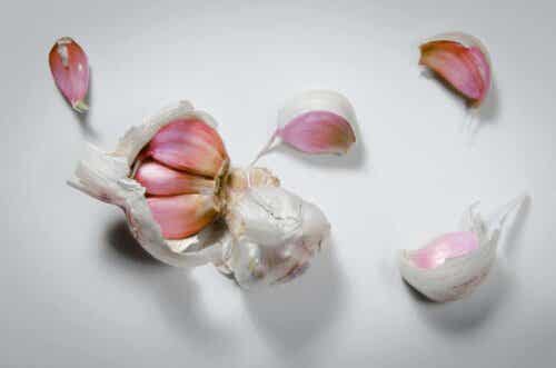 Knollen - Knoblauch