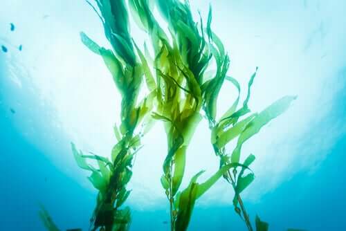 Die Vorteile von Kelp: Ist Riesenseetang ein Superfood?