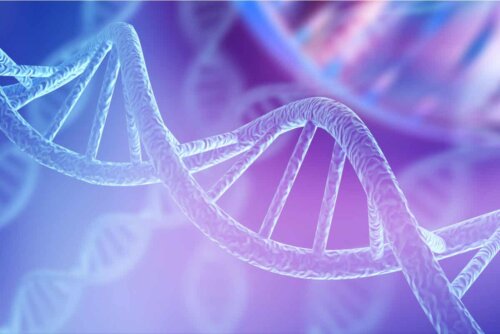 Brachydaktylie - DNA