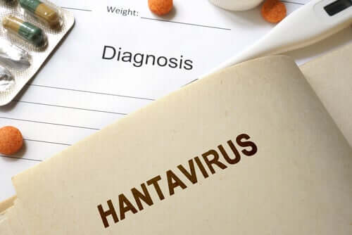 Hantavirus-Infektionen: Was du wissen musst