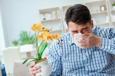 10 Naturheilmittel gegen Heuschnupfen