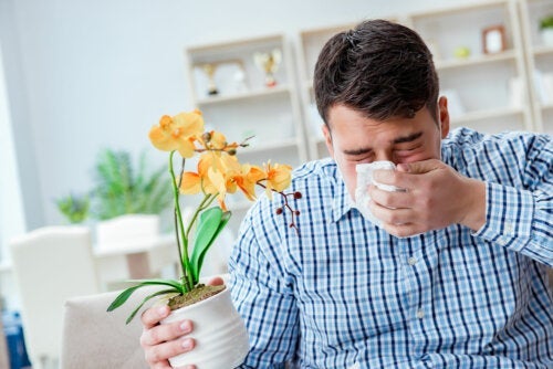 10 Naturheilmittel gegen Heuschnupfen