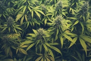 Cannabiskonsum und die Auswirkungen