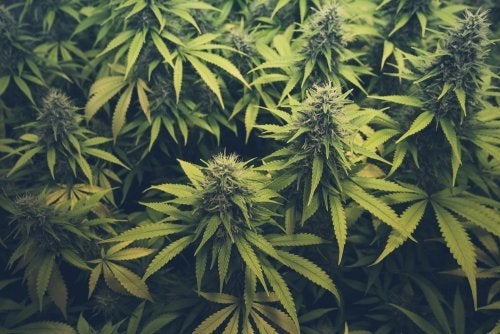 DBD - Cannabiskonsum und die Auswirkungen
