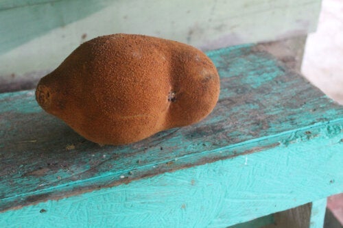 Cupuaçu-Frucht: Was ist das und welche Vorteile hat sie?