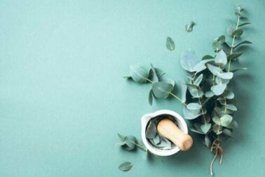 Eukalyptus und seine großartigen Vorzüge