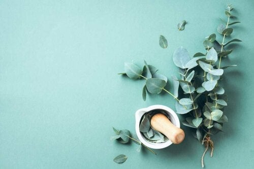 Eukalyptus und seine großartigen Vorzüge