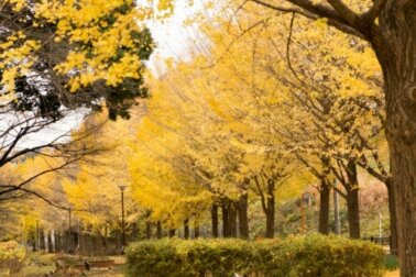 Eigenschaften von Ginkgo Biloba