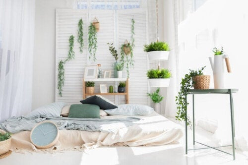 Pflanzen im Schlafzimmer: Entziehen sie den Sauerstoff beim Schlafen?