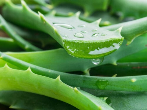 8 gesundheitliche Vorteile von Aloe vera