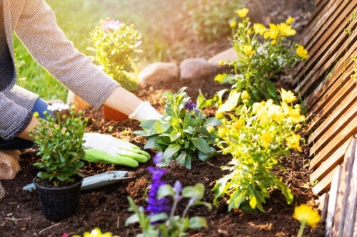 10 invasive Pflanzen, die deinem Garten schaden können