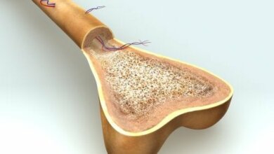Osteogenese: Wie wachsen Knochen?
