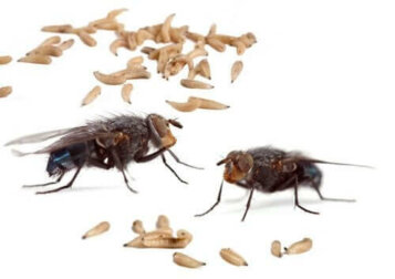 Myiasis: Ursachen und klinische Formen
