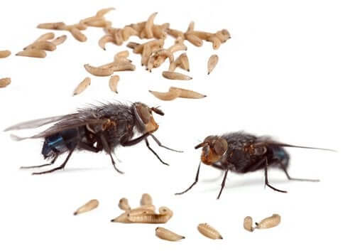 Myiasis: Ursachen und klinische Formen
