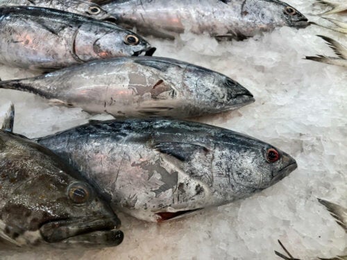 Verdorbener Fisch: Wie erkennst du ihn?