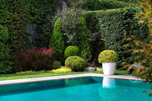 8 tolle Pflanzen für den Poolbereich