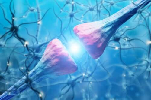 Merkmale und Funktion von Neuronen