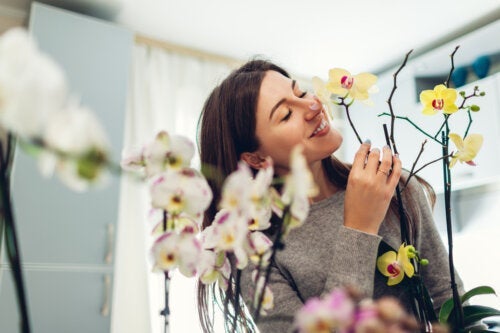 Orchideen: Einige Tipps für die richtige Pflege