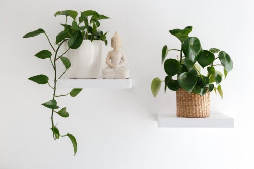 13 hängende Zimmerpflanzen zur Dekoration deines Zuhauses