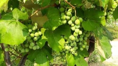 Phytochemikalien: Was ist das?