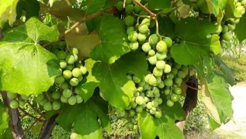 Phytochemikalien: Was ist das?