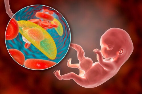 Vorderwandplazenta oder Hinterwandplazenta: Was bedeutet das für die Schwangerschaft?