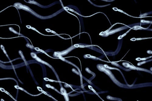 Nekrospermie: Die Ursachen des Spermientodes