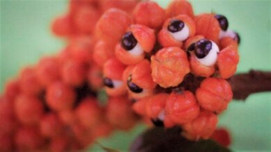 Guarana: Verwendung, Eigenschaften und Kontraindikationen