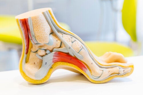 Die Anatomie des Fußes und häufige Probleme