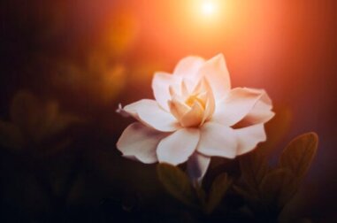 Gardenien: 7 Arten und ihre Eigenschaften