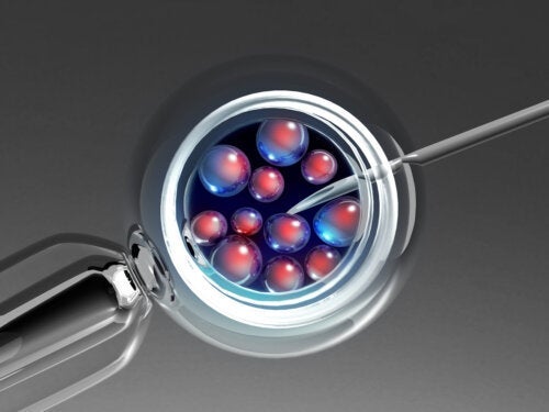 Embryotransfer: Wie und warum wird er durchgefÃ¼hrt?