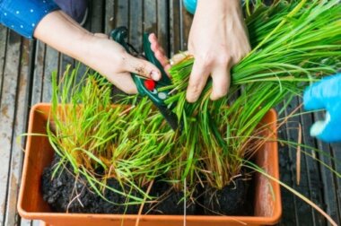 Zitronengras oder Citronella: Anbau und Pflege