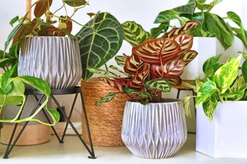 7 Tropische Zimmerpflanzen zur Dekoration deines Zuhauses