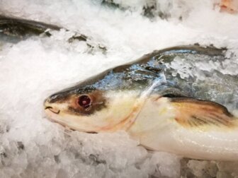 Pangasius: Nährwert, Nutzen und mögliche Risiken