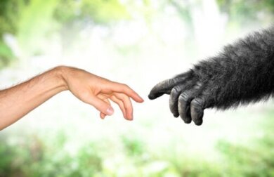 Gua, die Schimpansin, die wie ein menschliches Baby aufgewachsen ist