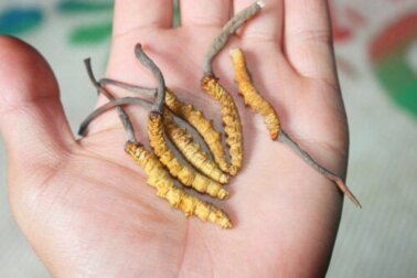 Der Yarsagumba-Pilz: Das "Viagra aus dem Himalaya"