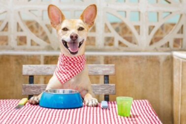 Wie oft reinigst du den Futternapf deines Hundes?